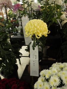 金賞主席　切花「国華正倉」は大菊で黄色く暑い花弁の花